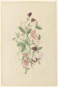 Lathyrus door Henrietta Benson Homer