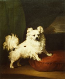 Haar Favoriet, Een Witte Papillon op een Kussen