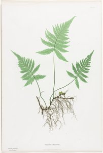 Varens van Groot-Brittannië en Ierland: Polypodium Phegopteris door Henry Bradbury