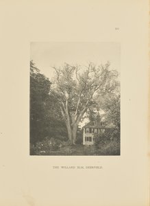 De Willard Elm, Deerfield door Henry Brooks
