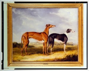 Twee windhonden, eigendom van Dr. Edmund Taylor van Booth Hall door Henry Calvert