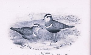 Morinelplevieren, Natuur in Groot-Brittannië uitgegeven door Collins, 1946 door Henry Constantine Richter