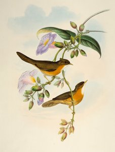 Tawny-bellied Babbler (Dumetia hyperythra), lithografie uit Birds of Asia door Henry Constantine Richter