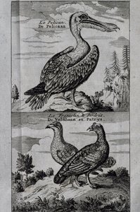 Pelican, Hazelgrouse en Patrijs, gravure uit Voyage made to Hudson