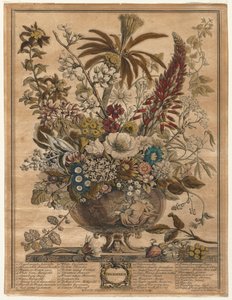 Twaalf Maanden Bloemen: December, 1730 door Henry Fletcher