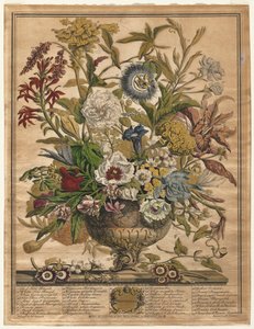 Twaalf Maanden van Bloemen: September, 1730 door Henry Fletcher