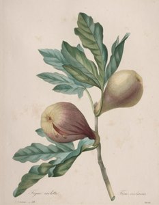 Keuze van de mooiste bloemen...mooiste vruchten: Paarse Vijg door Henry Joseph Redouté