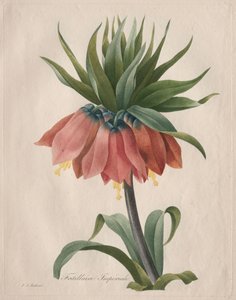 Keizerskroon Fritillaria