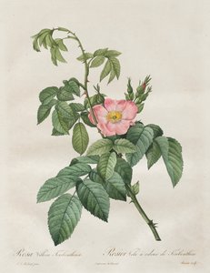Les Roses: Rosa Villosa Terebenthina door Henry Joseph Redouté