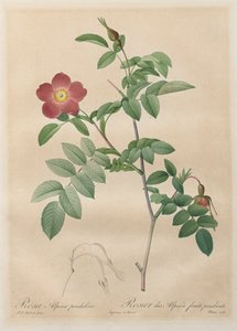 De rozen: Rosa alpina pendulina
