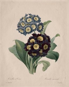 Primula auricula door Henry Joseph Redouté