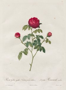 Provence of Franse Roos door Henry Joseph Redouté