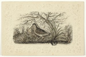 Korhoen door Henry Lejeune