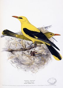 Wielewaal, 1835