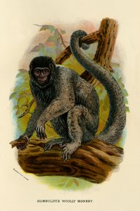 Humboldts wolapen, 1896