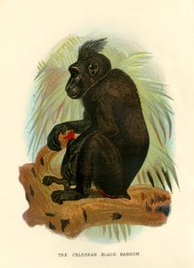 De Celebische zwarte baviaan, 1896