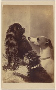 Floss, Daisy  Fairy; Honden van Barroness [sic] McClifford. Geschilderd door mevrouw Pointer.