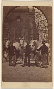 [Drie mannen poseren met drie witte paarden]. door Henry Pointer