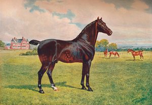Hackney Pony hengst Berkeley Model