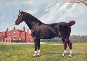 Hackney hengst Danegelt, ca. 1905-1910