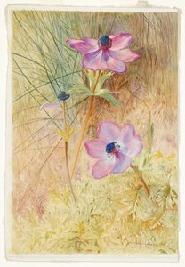 Florentijnse wilde anemonen