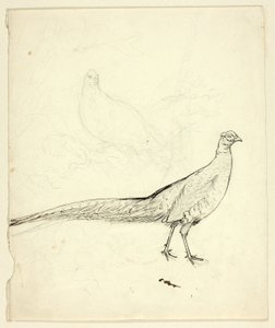 Twee schetsen van fazant (recto); schets van fazant en vrouwelijk naakt (verso)