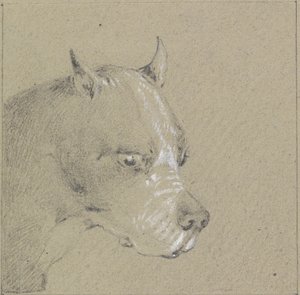 Hoofd en schouders van een bokserhond