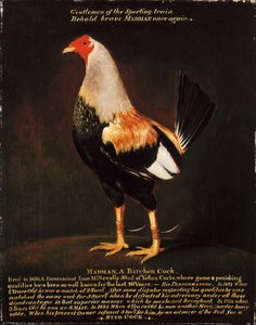 Gekke man, een berkenhaan