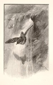 De vogel die leeft in watervallen