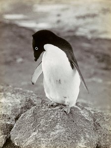 Een pinguïn in Antarctica door Herbert Ponting