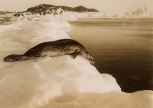 Een weddellzeehond op het punt om te duiken bij West Beach, Cape Evans, Antarctica, 1911 door Herbert Ponting