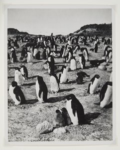 Adelie-pinguïns bij Kaap Royds