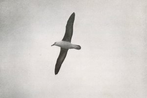 Albatros zwevend, c1910 door Herbert Ponting