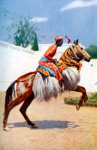 Een Arabisch danspaard, Udaipur, India, 1922