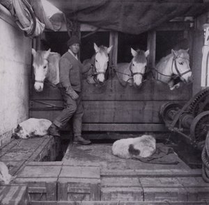 Kapitein Oates met pony