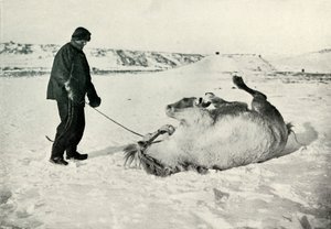 Cherry-Garrard geeft zijn pony Michael een rol in de sneeuw