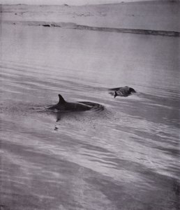 Aan alle kanten orka