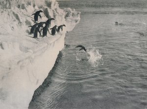 Pinguïns duiken, ca. 1911, 1913 door Herbert Ponting