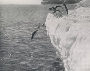 Pinguïns duiken, ca. 1911, 1913 door Herbert Ponting