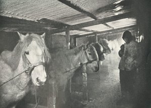 De stallen in de winter, ca. 1910-1911, 1913