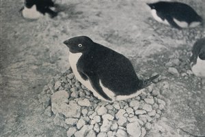 Deze pinguïn heeft een ijverige partner, c1911, 1913 door Herbert Ponting