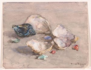 Schelpen op het strand