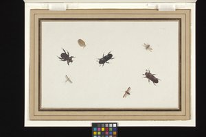Studie van kevers en motten