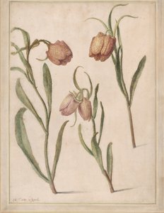 Studie van drie kievitsbloemen, 1683 door Herman Saftleven the Younger
