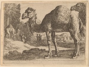 Kamelen