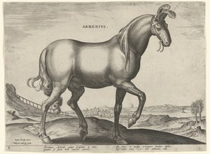 Paard uit Armenië