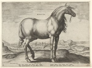 Paard uit Griekenland (Achivus) (Paardenrassen uit de Koninklijke stallen van Don Juan van Oostenrijk)