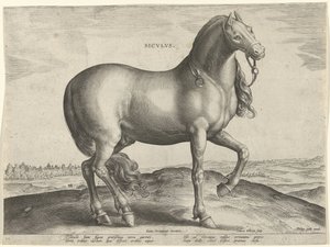 Paard uit Sicilië (Siculus)