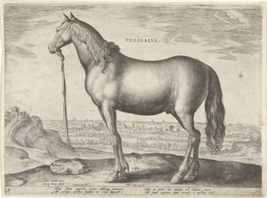 Paard uit Thessalië
