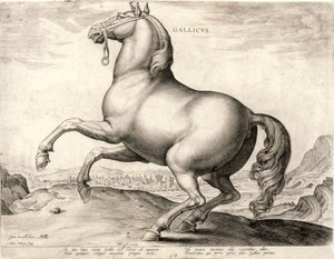 Gallicus uit de serie Paarden uit de Stal van Don Juan van Oostenrijk (gravure)